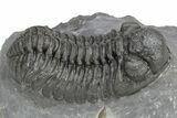Phacopid (Adrisiops) Trilobite - Jbel Oudriss, Morocco #226587-2